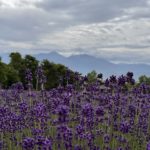 ラベンター　薫風舎　